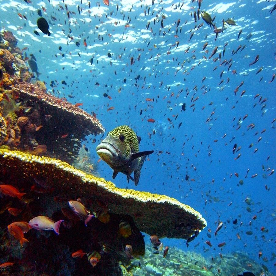 Blue Marlin Dive Komodo Labuan Bajo Ngoại thất bức ảnh